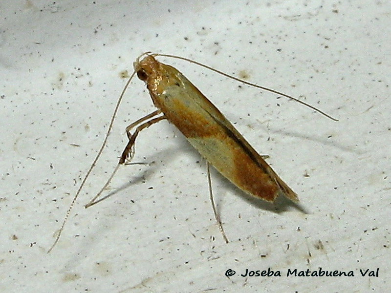 Caloptilia alchimiella - Gracillariidae ?